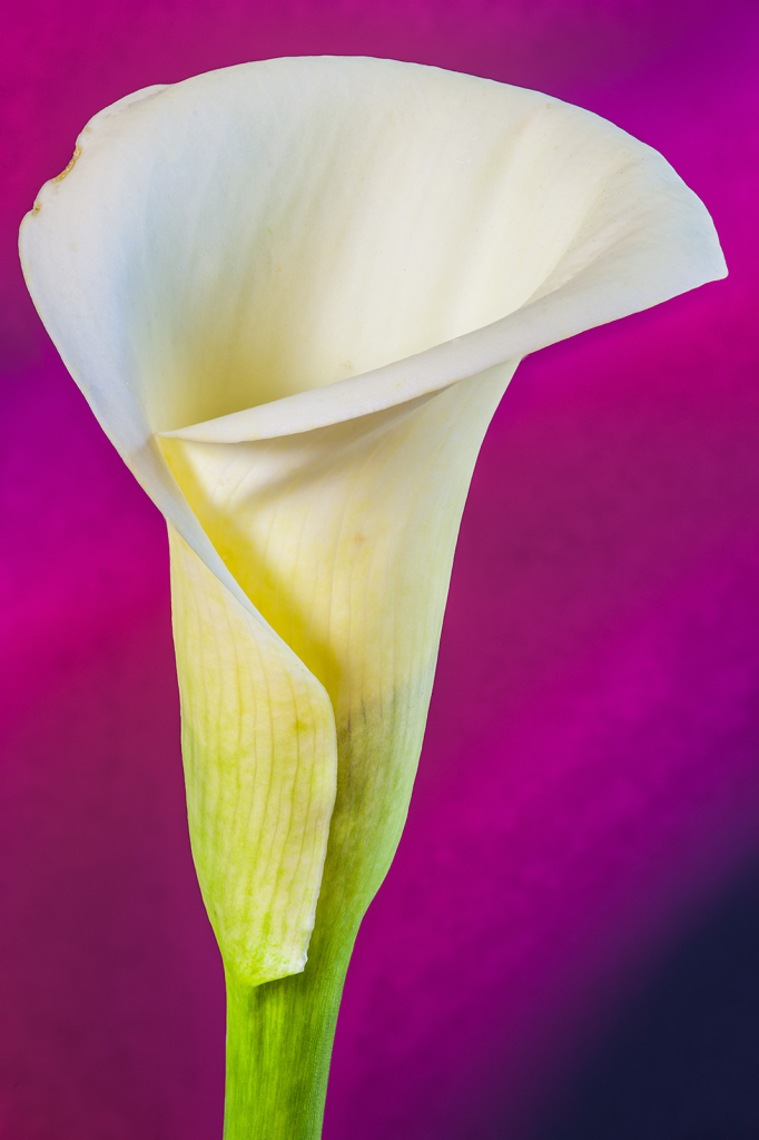 Lily, img__001-40Br15