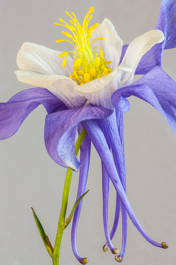 Flower, img__001-44Br20
