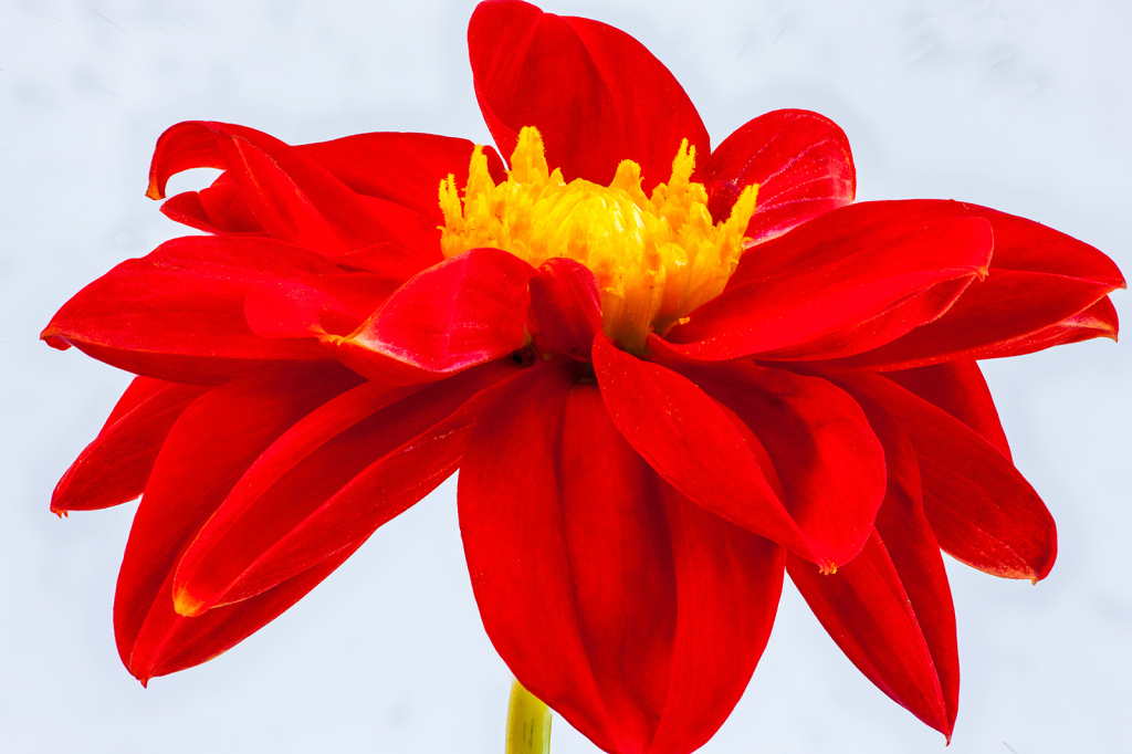 Flower, img__001-45Br15