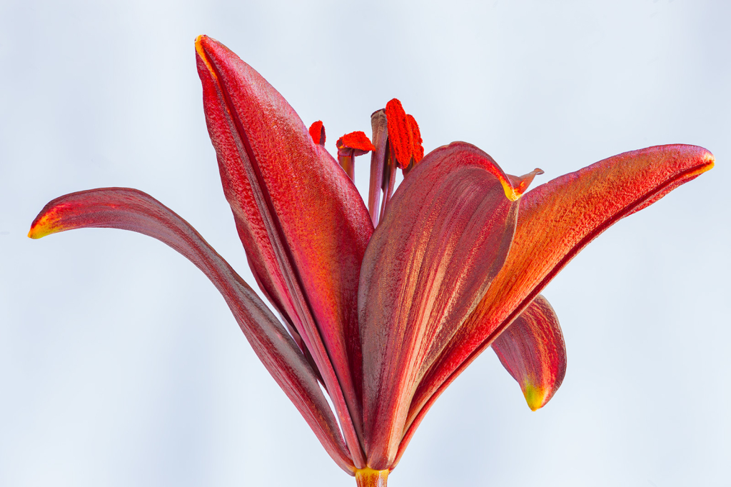Lily, img__0001-30Br15