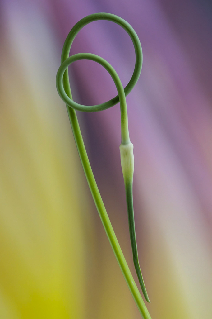 Garlic plant, img__001-6Br20