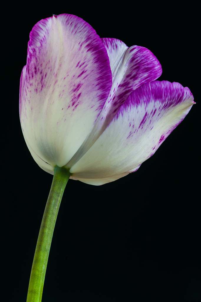 Tulip, img__0001-12Br15