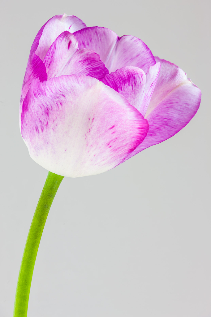 Tulip, img__0001-15Br15b
