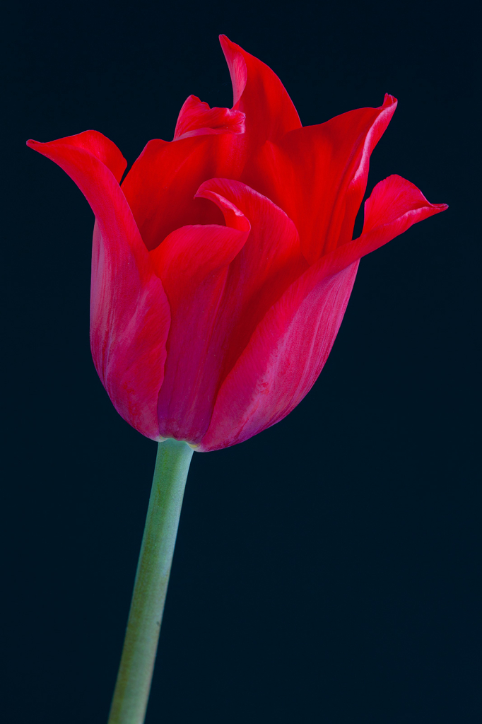 Tulip, img__0001-16Br15