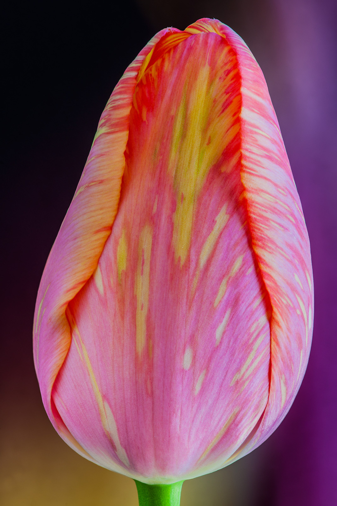 Tulip, img__0001-16Br15a