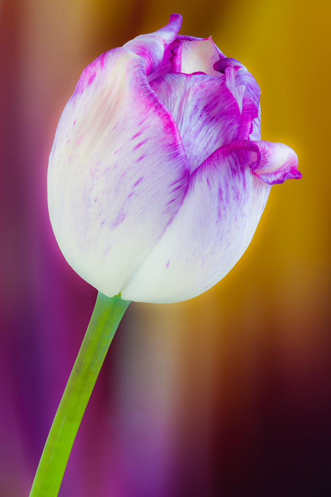 Tulip, img__0001-17Br15
