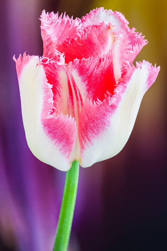 Tulip, img__0001-17Br15a