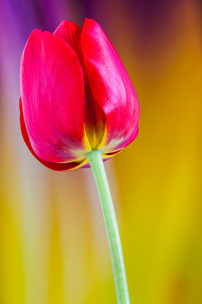 Tulip, img__0001-18Br15
