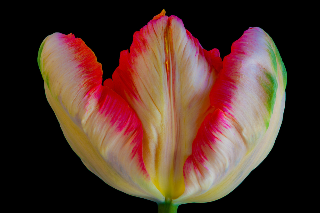 Tulip, img__0001-21Br15