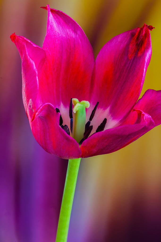Tulip, img__0001-21Br15a