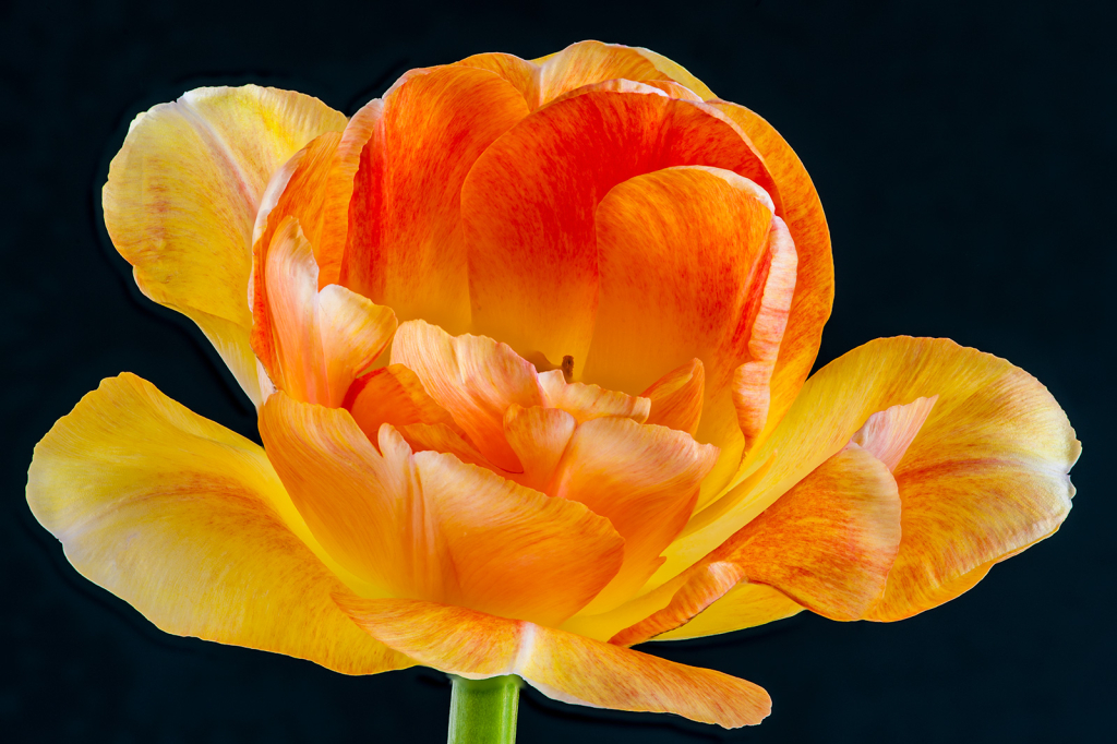 Tulip, img__0001-24Br15b