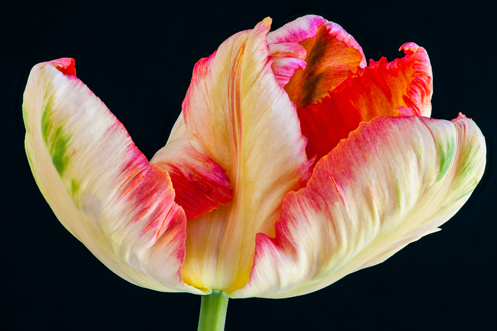 Tulip, img__0001-28Br15