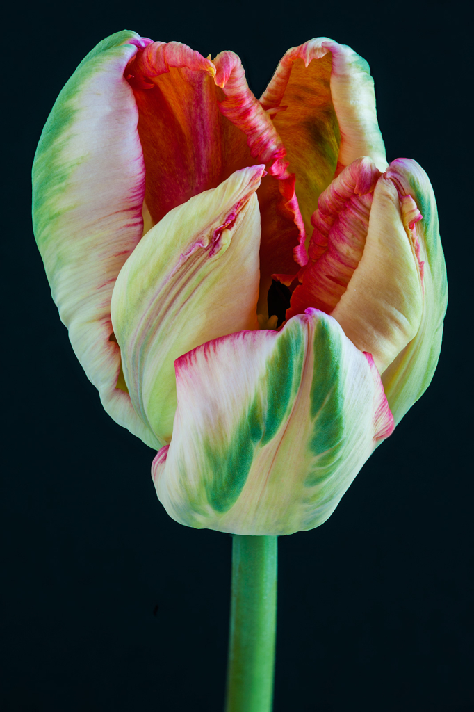 Tulip, img__0001-28Br15a