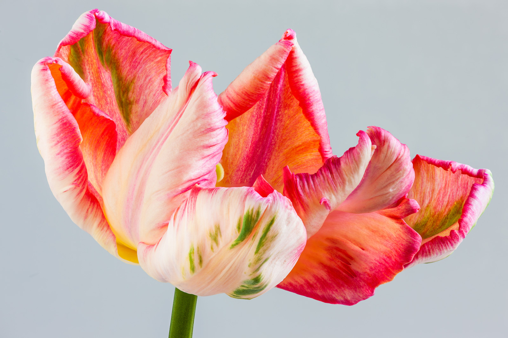 Tulip, img__0001-28Br15b
