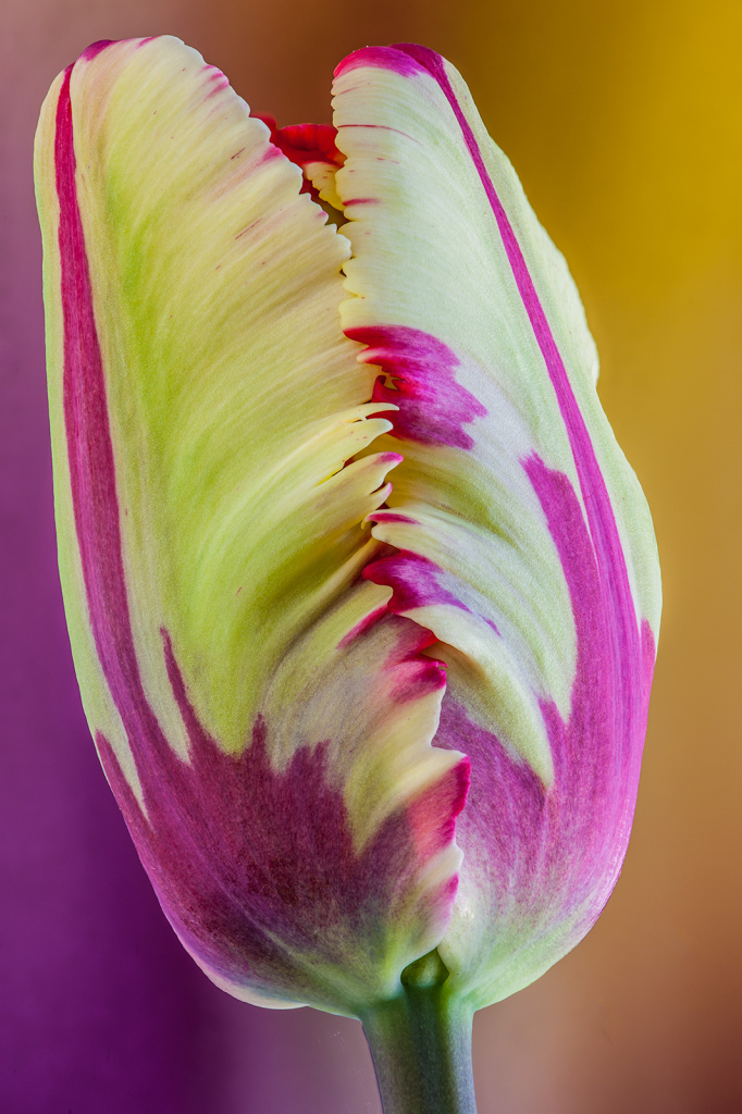 Tulip, img__0001-30Br15
