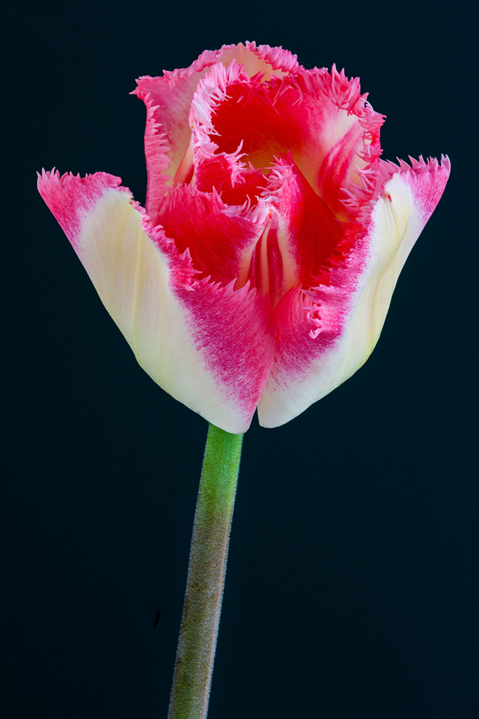 Tulip, img__0001-34Br15
