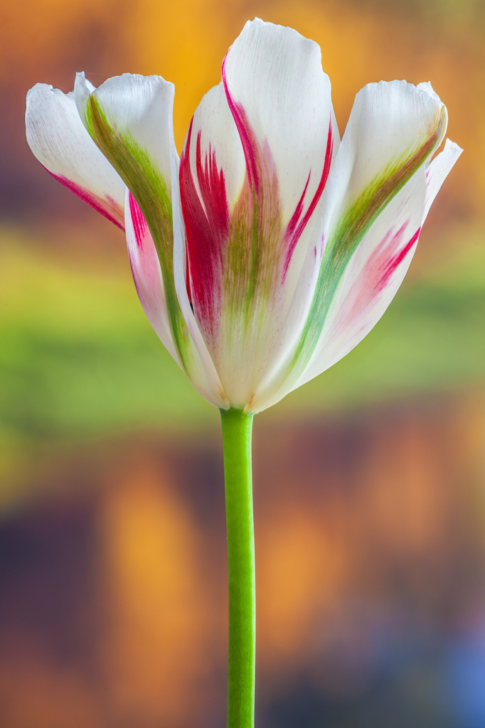 Tulip, img__001-14Br15