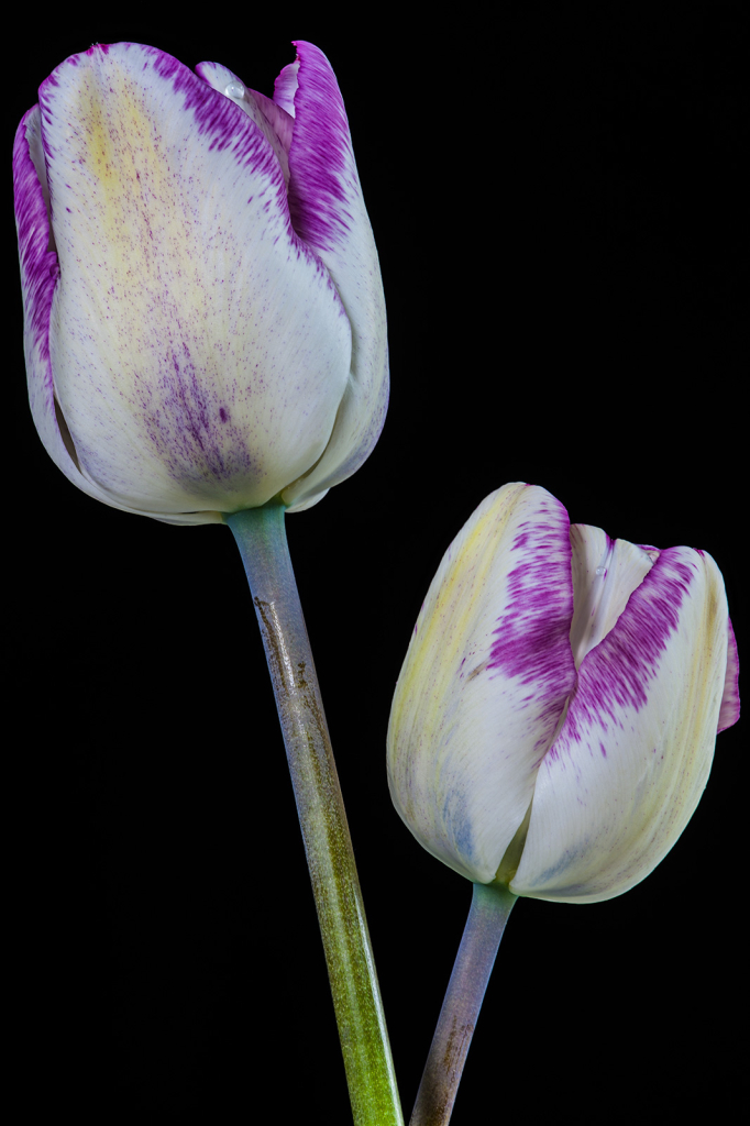 Tulips, img__001-14Br15a