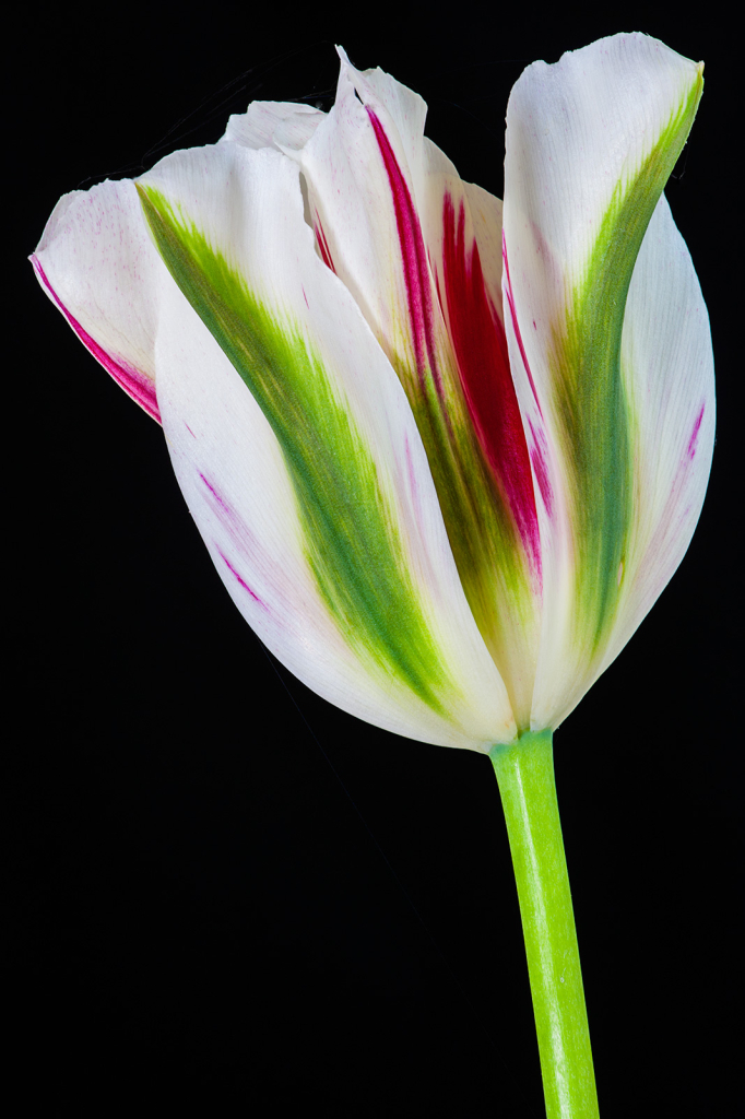Tulip, img__001-16Br15