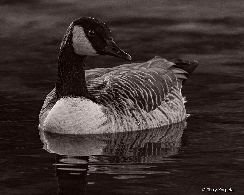 Canada Goose B&W