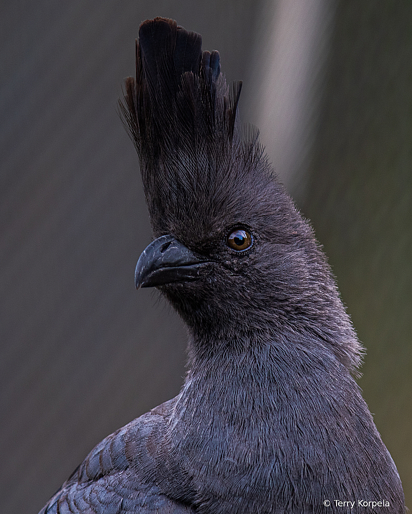 White-Bellied Go-Away-Bird 