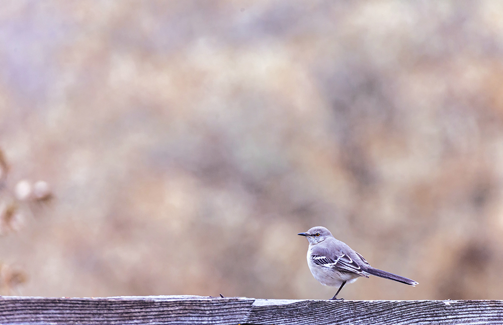 Feathered Friend  