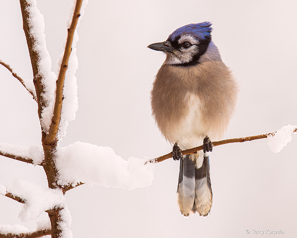 Snow Day!