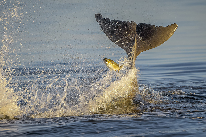 Porpoise at St Marks NWR