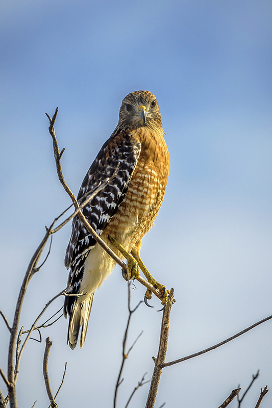 Red-Shouldered Hawk F121