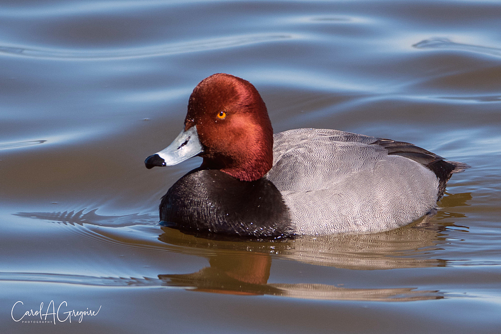 Redhead