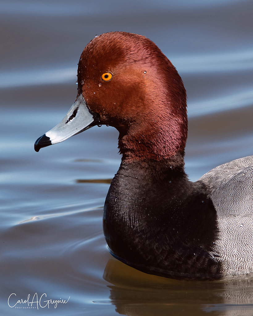 Proud Redhead