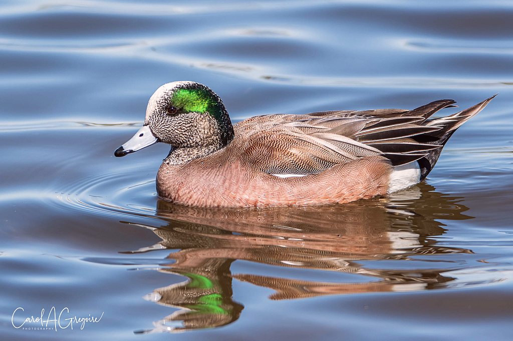 Widgeon Reflections