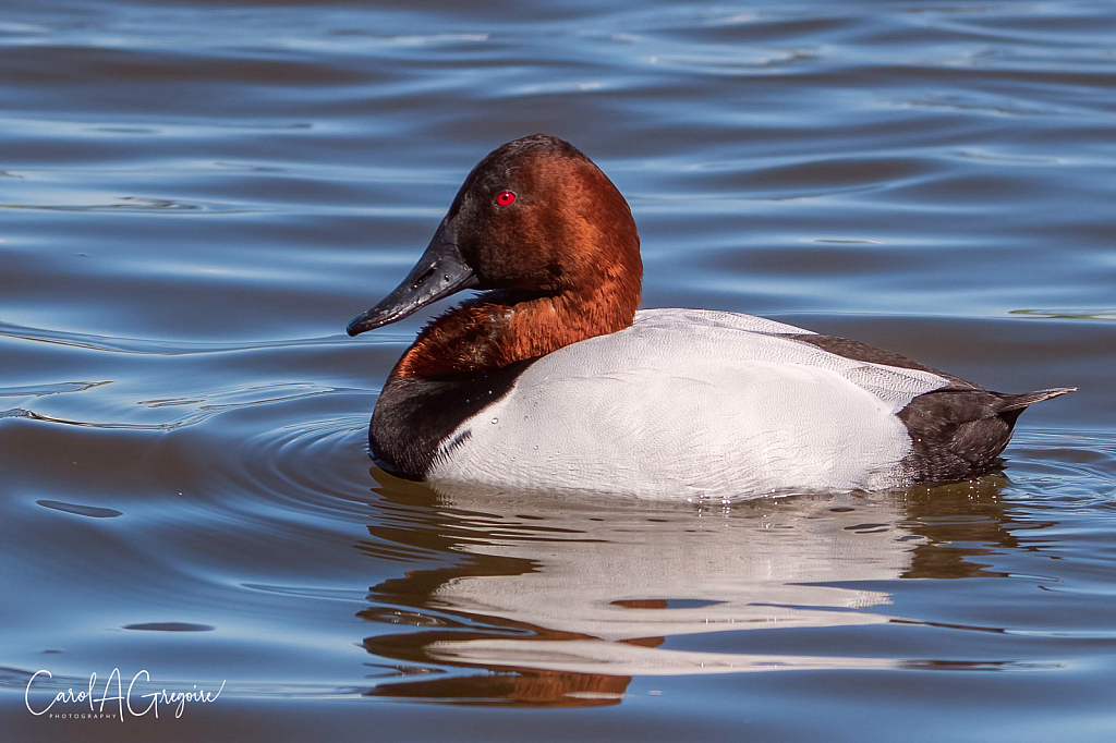 Canvasback Reflections