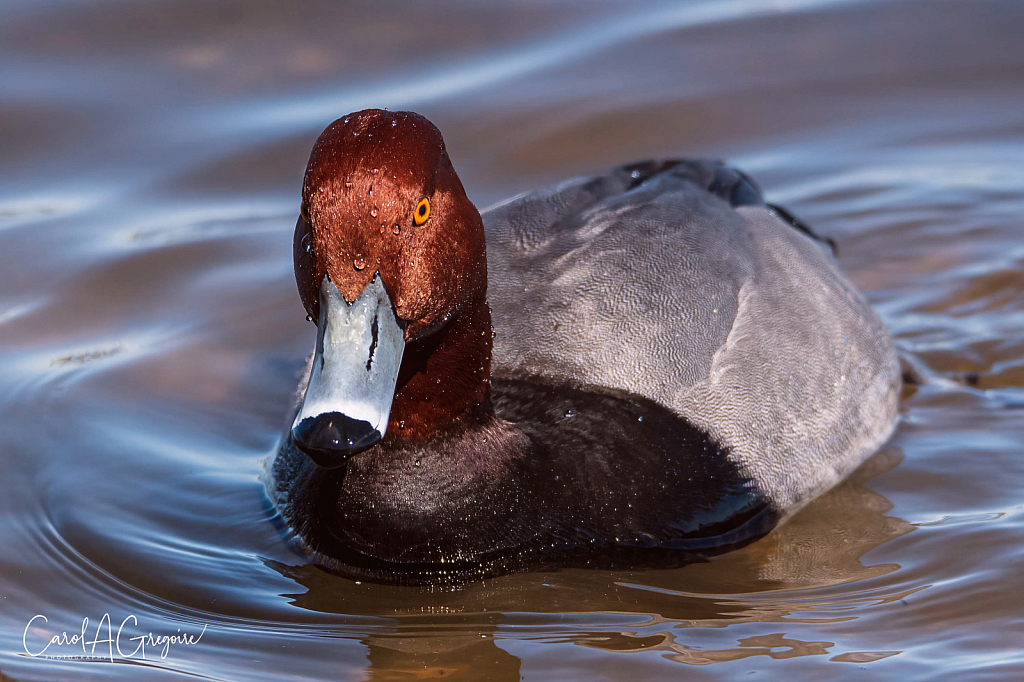 Eye of the Redhead