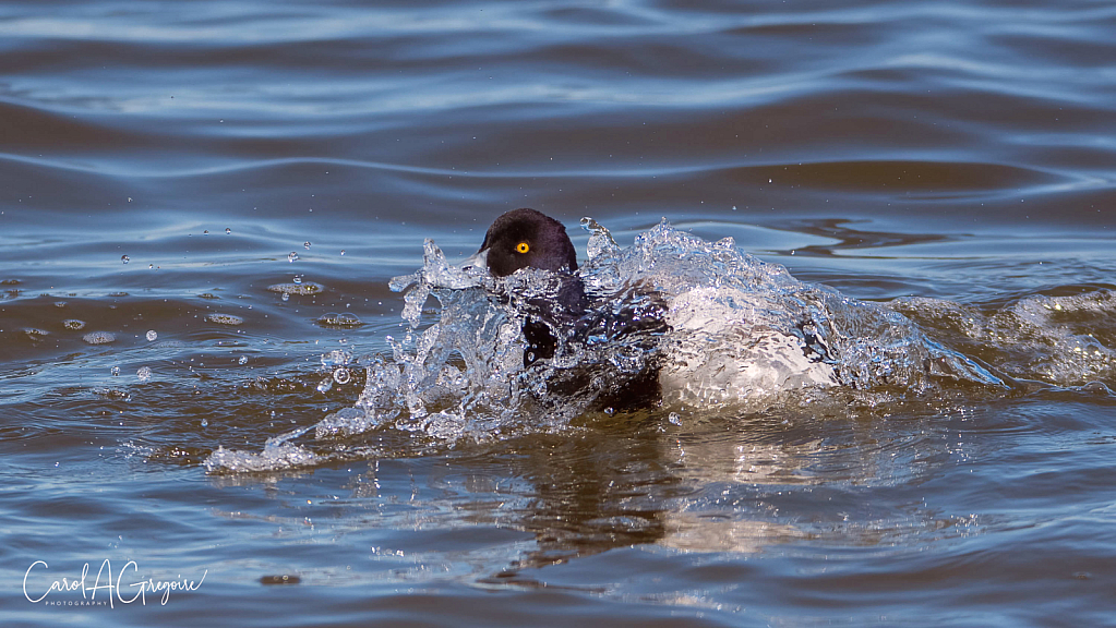 Splashdown