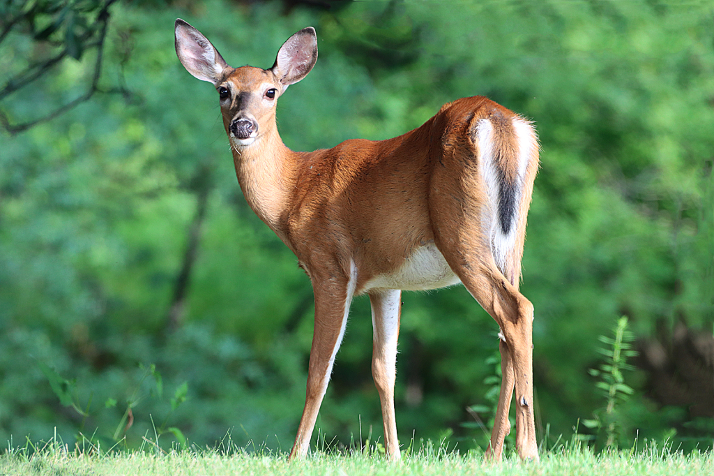 Deer