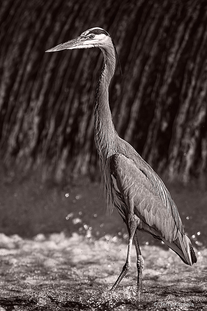 Great Blue Heron B&W