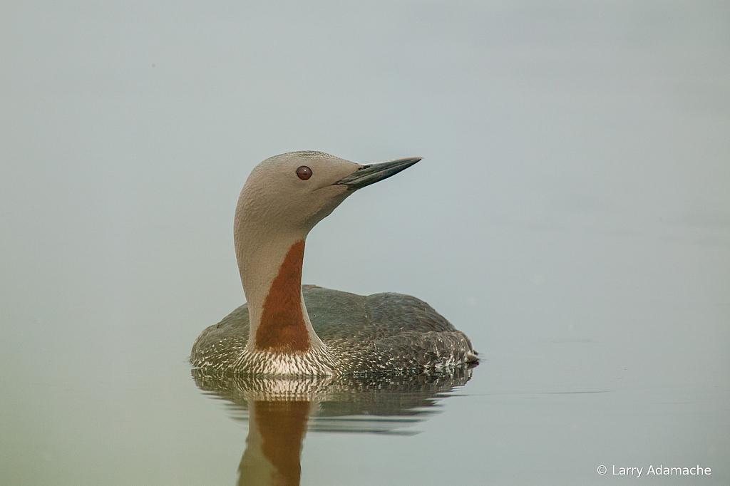 Red-throated Loon, 908V1935