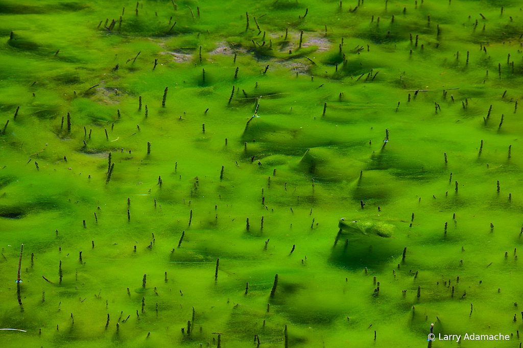 River Algae, _DS35308