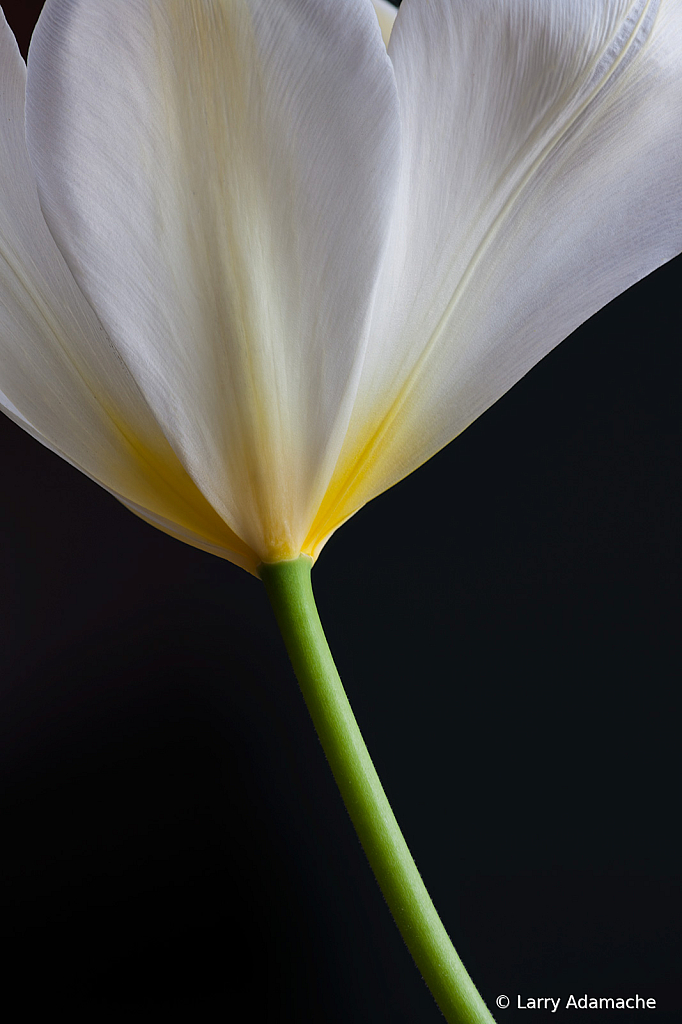 White Flower, img_0001-10