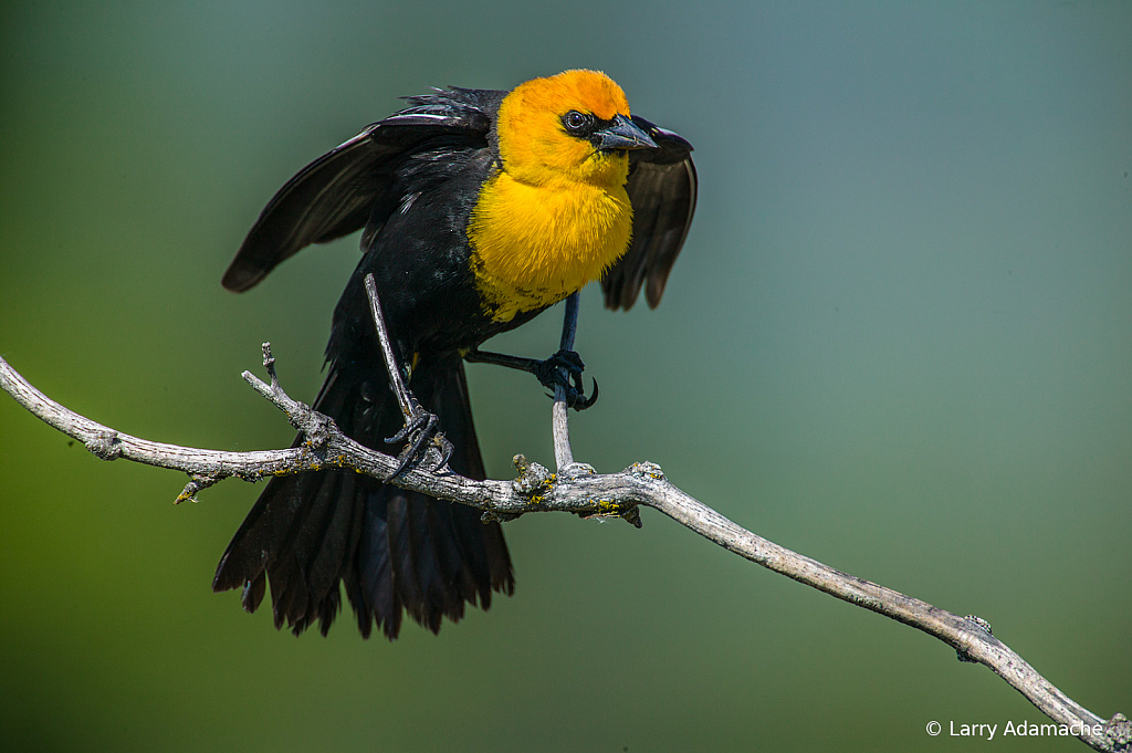 Yellow-headed Blackbird, 908V8872
