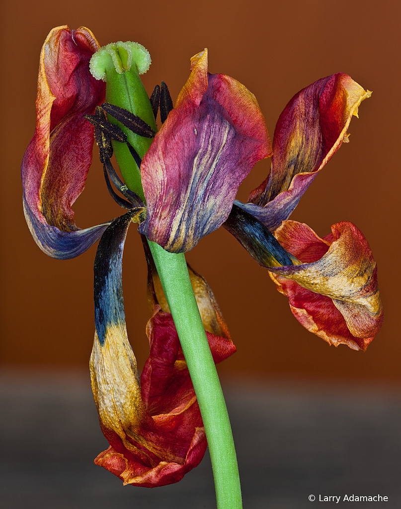 Tulip, 860to866