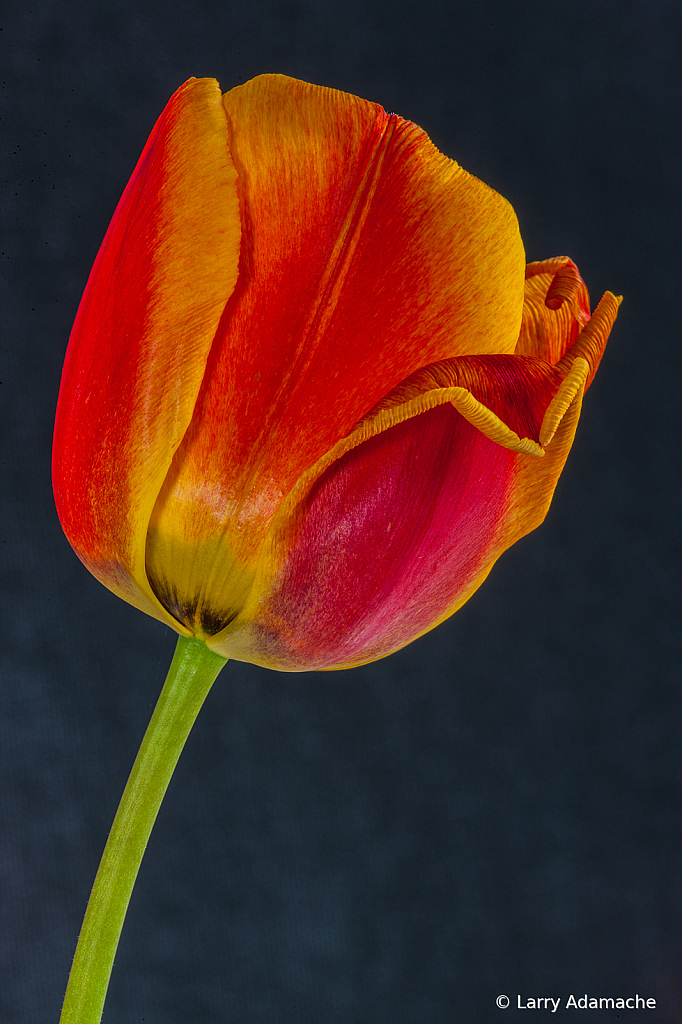 Tulip, _DS35041