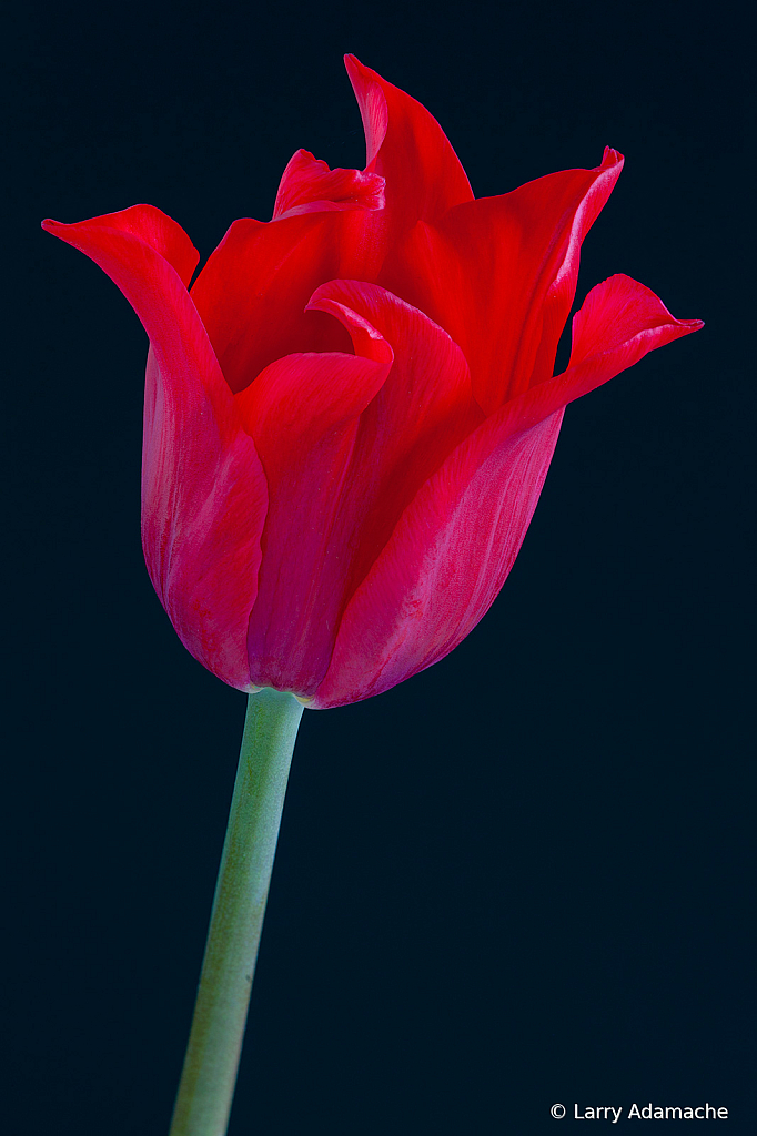 Tulip, img__000116Br15