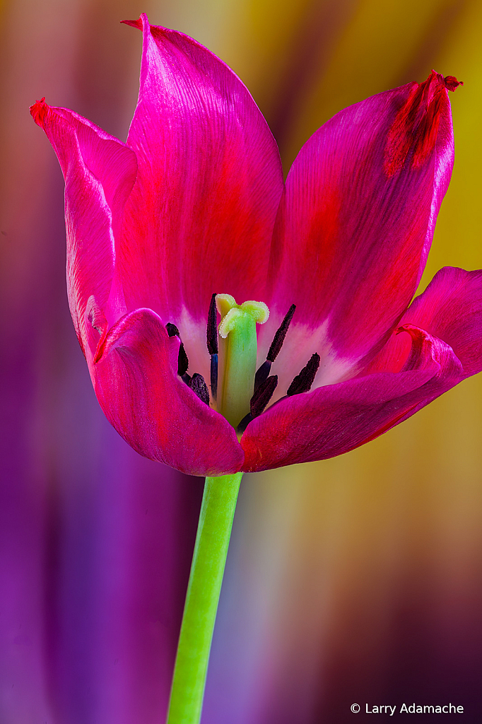 Tulip, img__000121Br15a