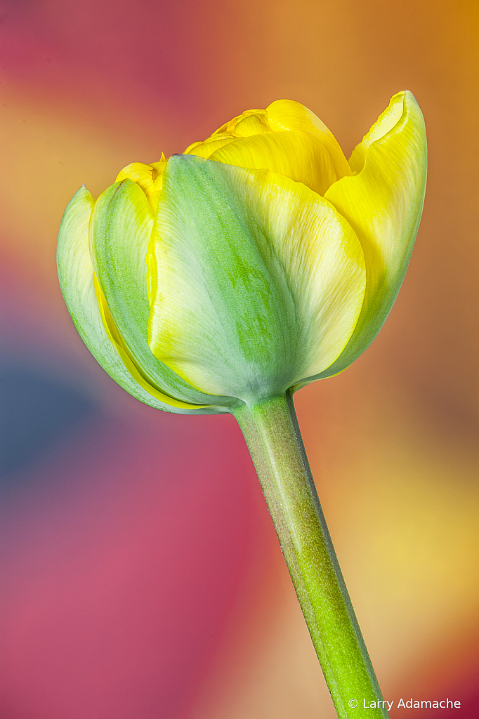 Tulip, img__000121Br16