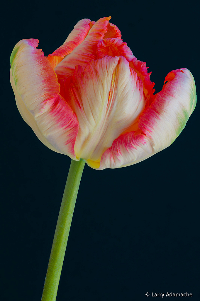 Tulip, img__000126Br15