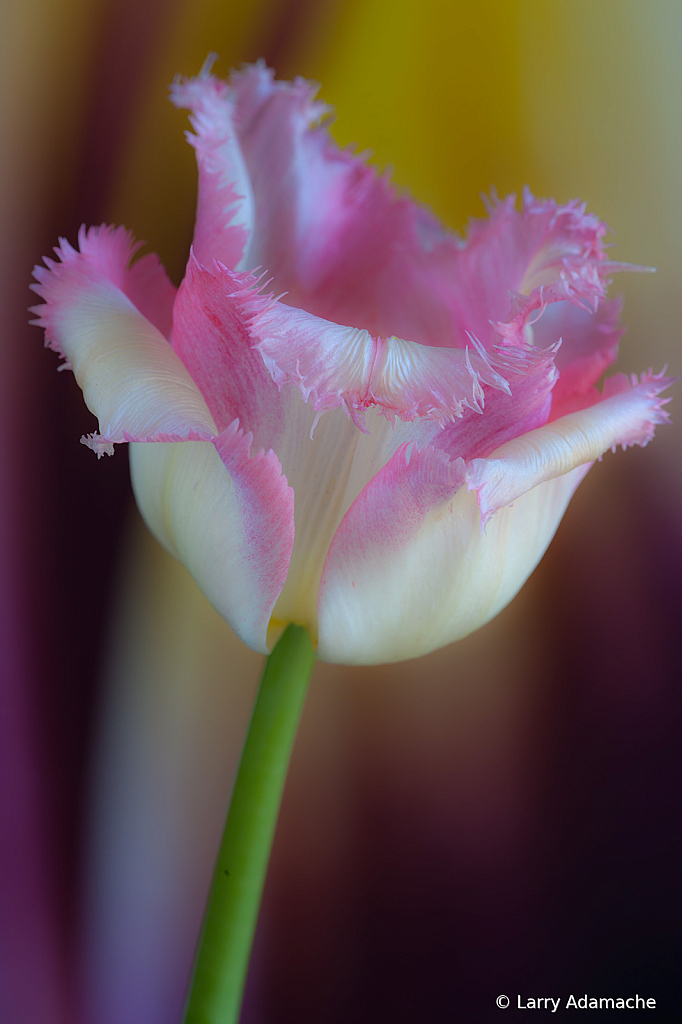 Tulip, img__0004