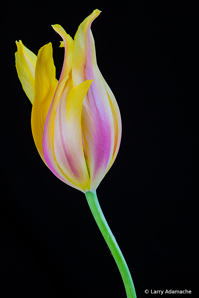 Tulip, img__002133Br15