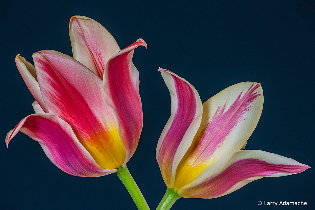 Tulips, img__00115Br25